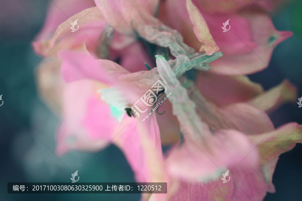 翠雀（雀）