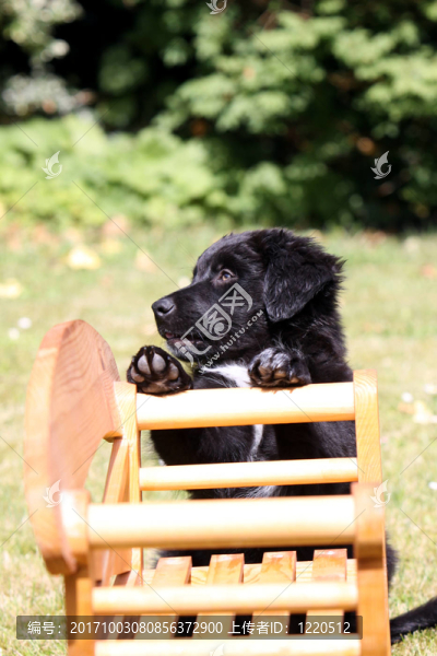 黑色混血幼犬