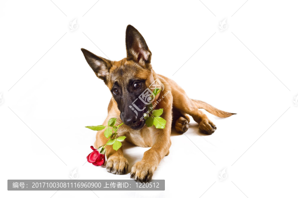 紅色在白色的背景前馬犬小狗的玫瑰