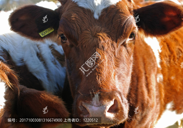 kuhportrait