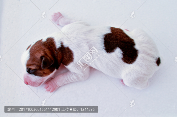狗崽