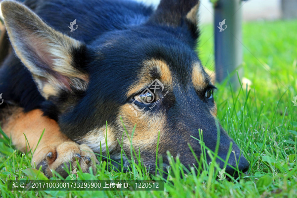 德國牧羊犬
