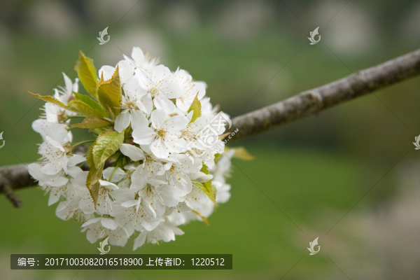 樹綠