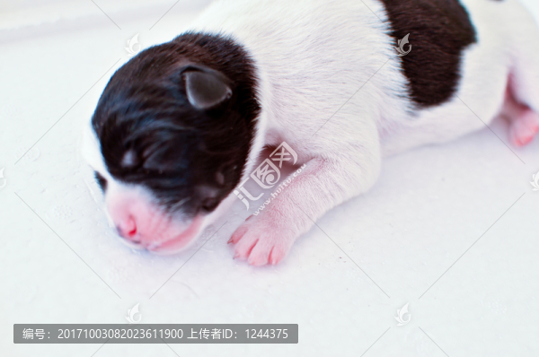 狗崽
