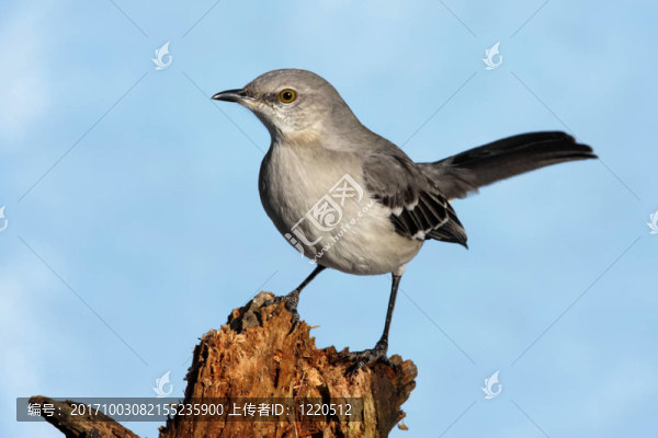 野生