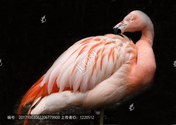 粉紅色的火烈鳥