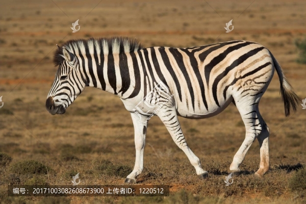 野生動物