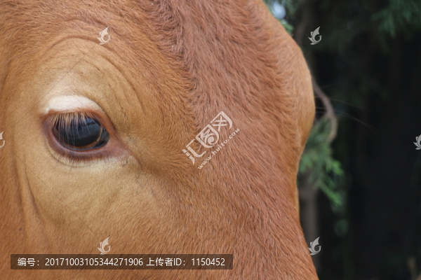 黃牛,牛眼看世界,（2）