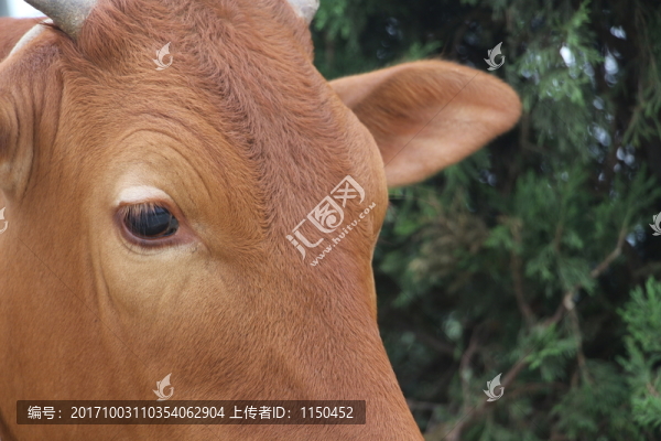 黃牛,牛眼看世界