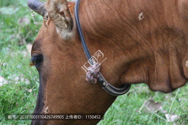 黃牛,牛眼看世界