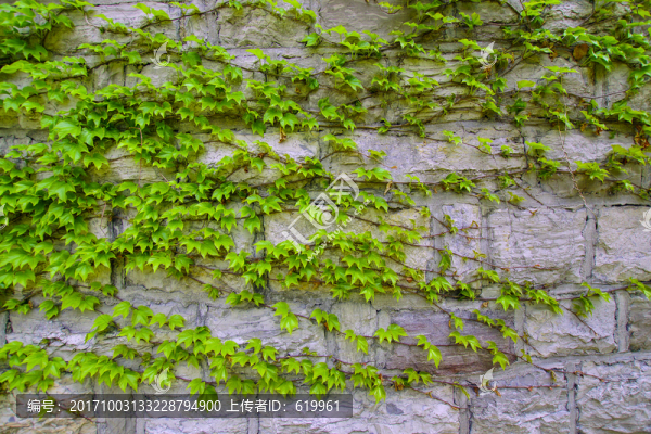 爬山虎綠色植物墻