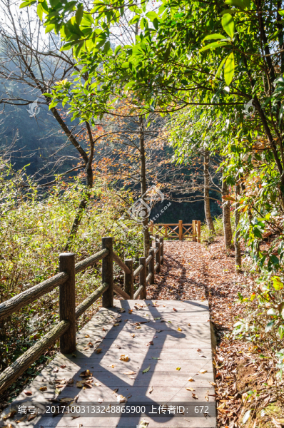 鋪滿落葉的山道