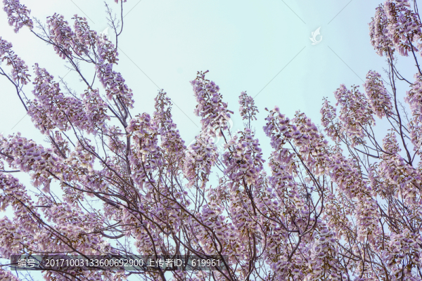 梧桐花