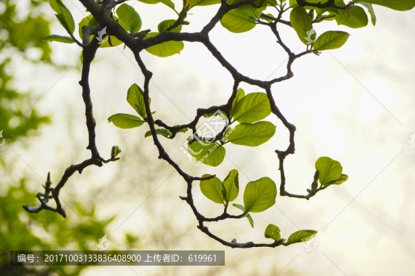 綠樹枝葉