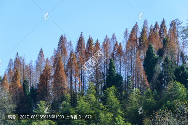 秋季的杉樹林