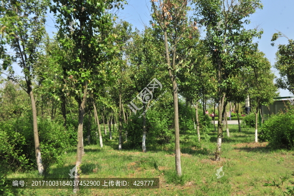 樹(shù)林,綠樹(shù)