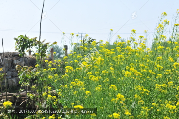 油菜花