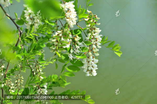 槐花,,槐樹