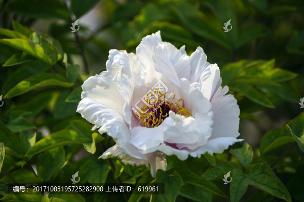 牡丹花