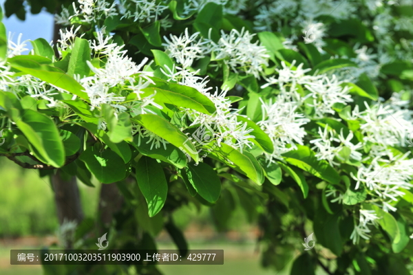 流蘇花,,白色花