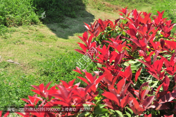 紅葉石楠,,紅葉背景