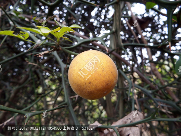鐵力寨