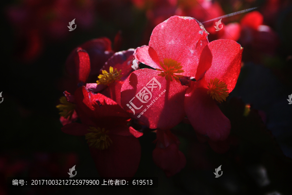 秋海棠