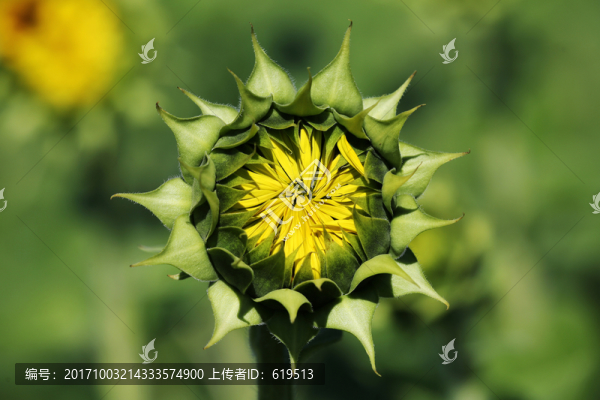 即將綻放的向日葵花