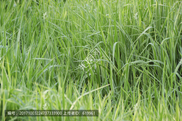 蘭草