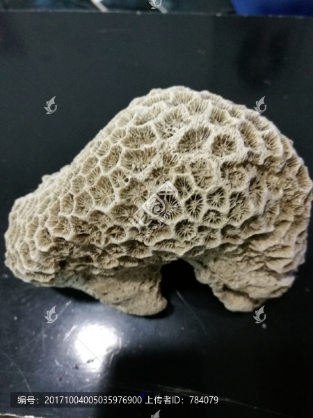 貝殼