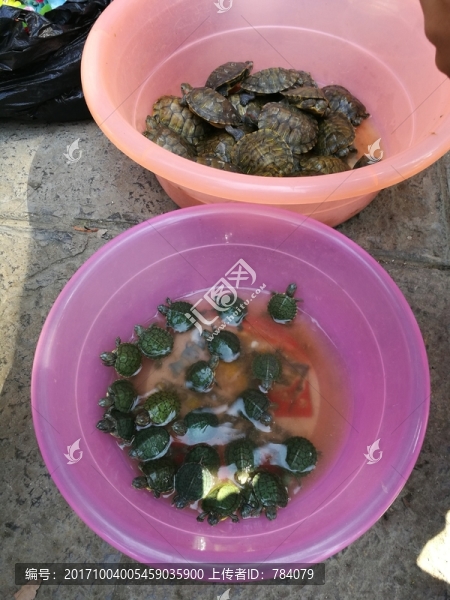 烏龜