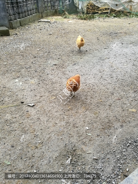 家禽