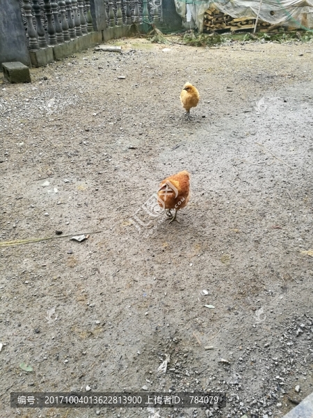 家禽