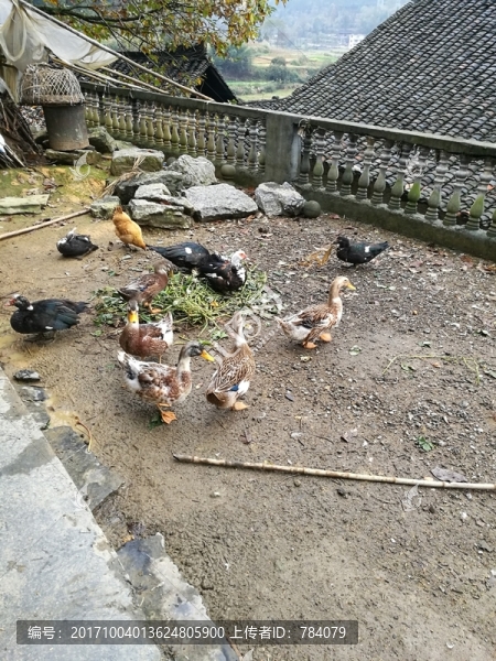 家禽