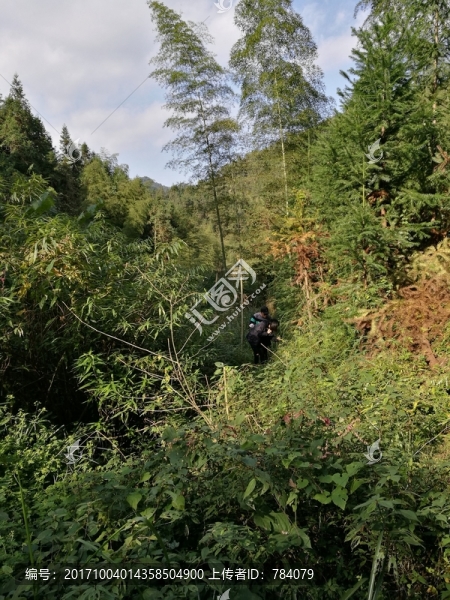 樹木