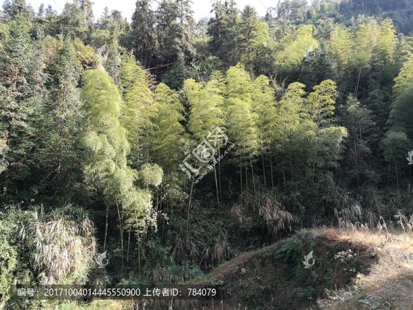 風(fēng)景