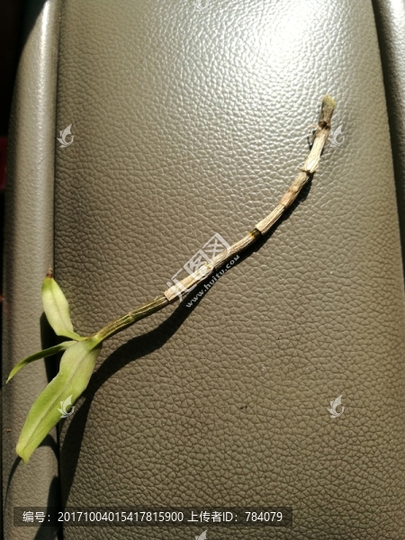 鐵皮石斛