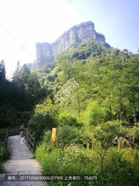 山林,樹林