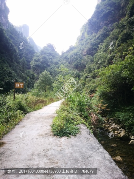 山林,樹林