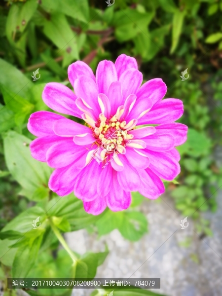 花朵