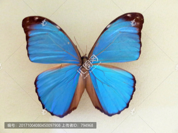 美洲尖翅藍(lán)閃蝶