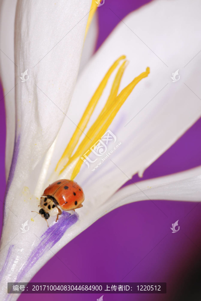 花卉
