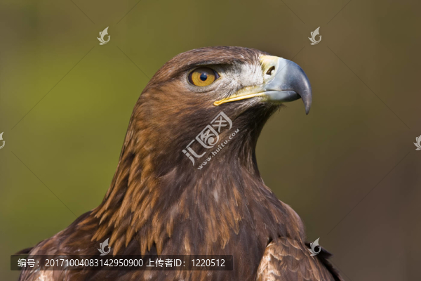 金鷹