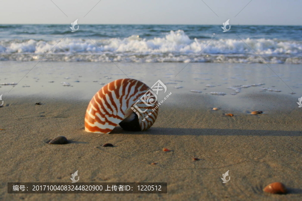 鸚鵡螺