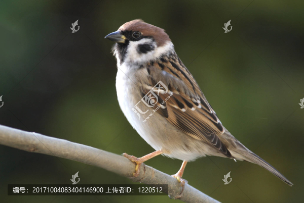 樹麻雀
