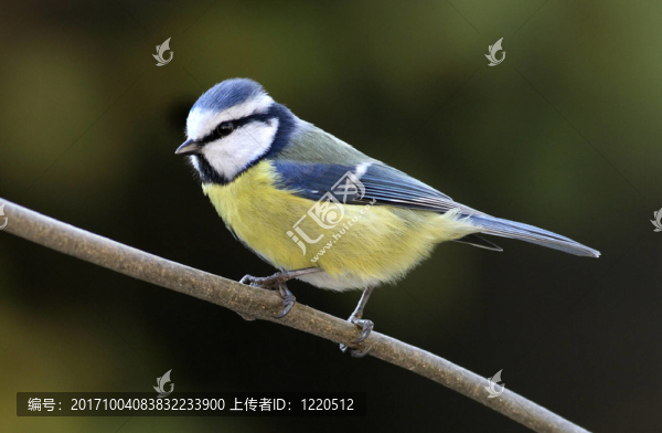 bluetit