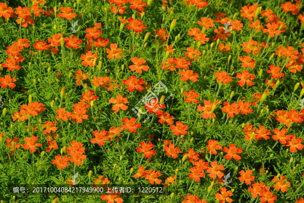 萬壽菊10