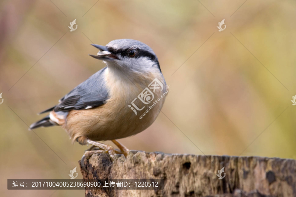 餓鳾