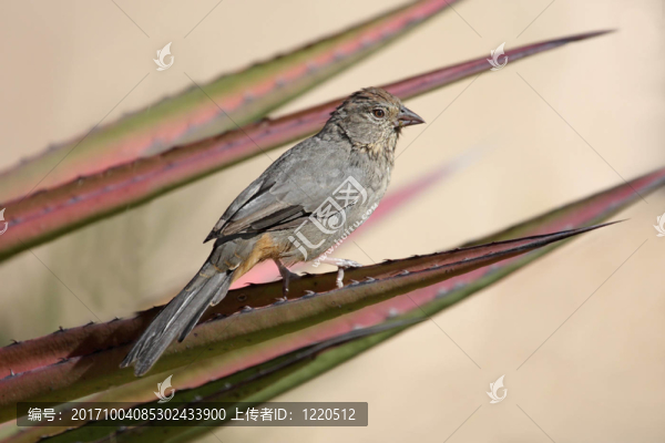 沙漠