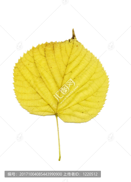 葉